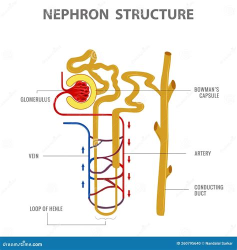 Nephron Structure Vector Drawing. The Structural And Functional Unit Of The Kidney And Blood ...