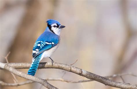 Blue Jay | North American Birds | Bob Innella Photography