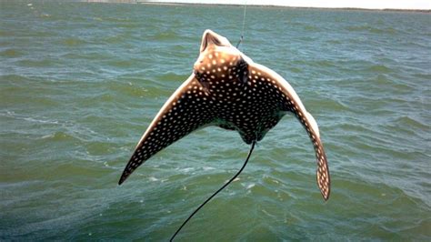 Spotted Eagle Stingray – "OCEAN TREASURES" Memorial Library