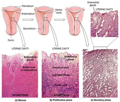 Solved Three phase of the uterine cycle. Notice the | Chegg.com