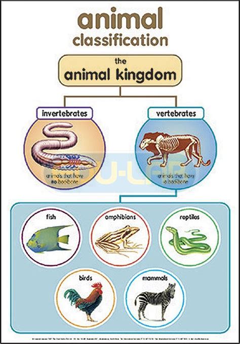 a blog with free printable lesson plans and activities | Animal classification worksheet, Animal ...