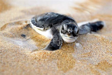 Baby Turtle Wallpapers - Wallpaper Cave