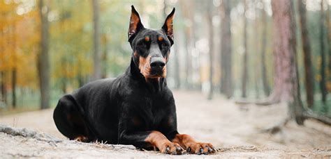 15 Scariest Dog Breeds That Will Keep Criminals Out of Your Property