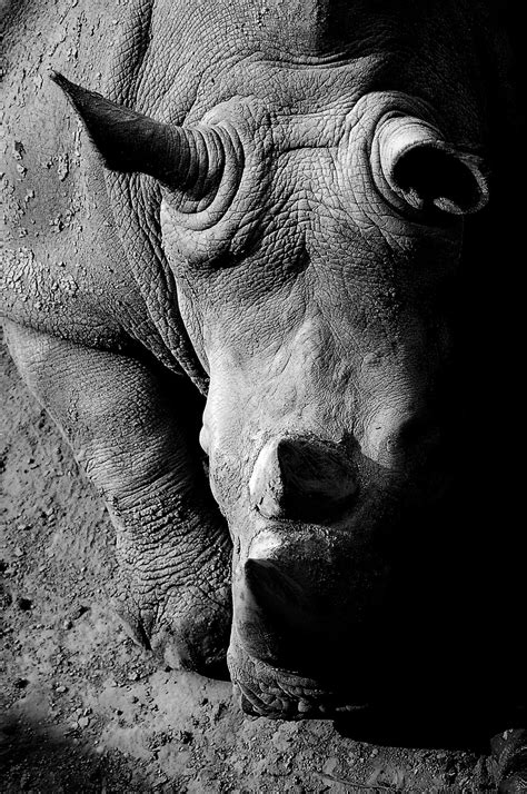 Free Images : black and white, animal, monument, wildlife, statue, portrait, africa, darkness ...