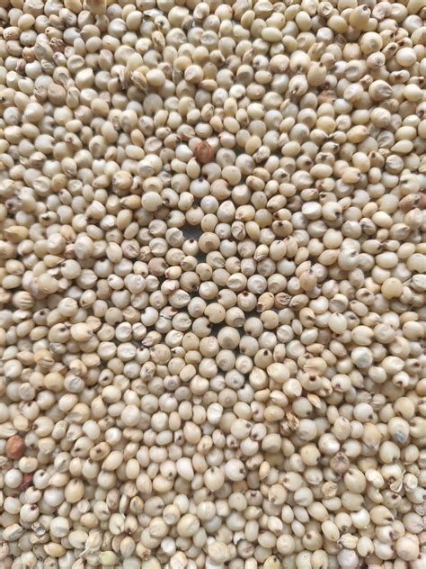 Sonje trading White Jowar Grain at Rs 2100/quintal in Pune | ID: 22516908191