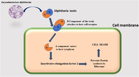 Pathogenesis of Corynebacterium diphtheriae and available vaccines: An ...