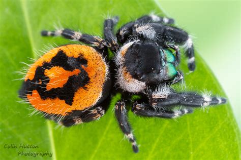 Fuzzy Orange And Black Spider