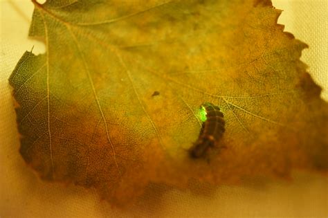 Glow in the dark bug (Lampyris noctiluca) | Flickr - Photo Sharing!