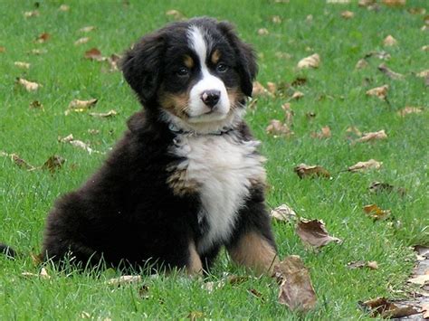 Bernese Mountain Dog Puppies Picture Ny - Dog Breeders Guide