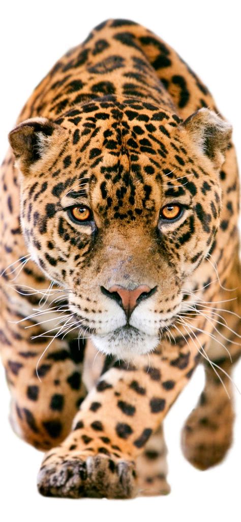 jaguar logo iPhone Wallpapers Free Download