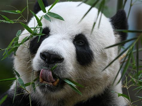 Biting giant pandas have special teeth recovery function - World ...