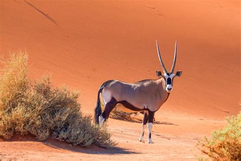 Oryx - The Life of a Desert Nomad