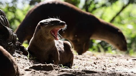 British man thought he was 'going to die' during otter attack in Singapore Botanical Gardens ...