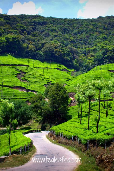 A Global Expedition: Uncovering the Top Tea Growing Regions | Growing tea, Contour planting ...