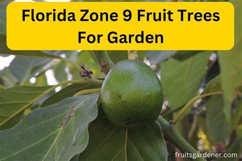 Florida Zone 9 Fruit Trees For Garden - 8 Easiest Options