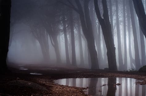 15 Simple Ideas for Forest and Woodland Photography | Photocrowd Photography Blog