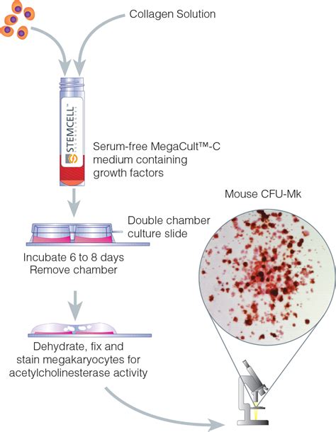 MegaCult™ - Colony Assays of Megakaryocyte Progenitors (CFU-Mk)