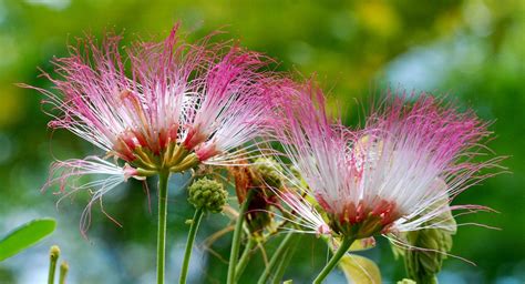 National Parks SIngapore - Rain Tree (Samanea saman) - Flowers | Deciduous trees, Singapore ...