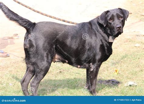 The Female Black Labrador Dog . Stock Image - Image of friendly, female ...