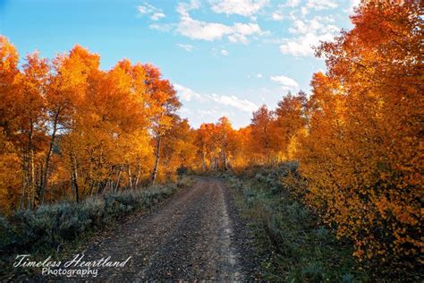 Fall Colors Near Spencer, Idaho | Country roads, Fall colors, Idaho