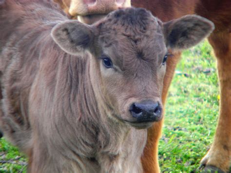 LANDYWOOD CATTLE RANCH: Limousin Baby Calves