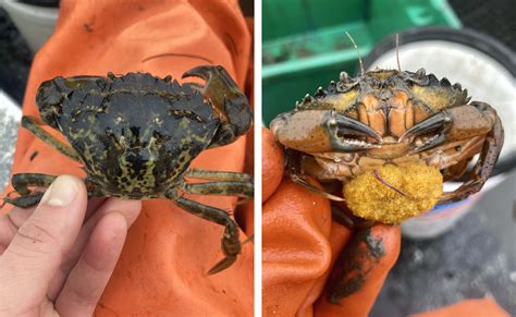 New UW research explores a way to fight off invasive green crabs | Cascade PBS News