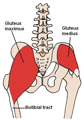 Gluteus maximus muscle - wikidoc