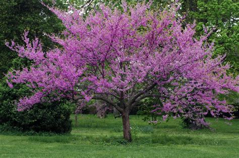 Forest Pansy Redbud vs Eastern Redbud: What’s the Difference? - Wiki Point