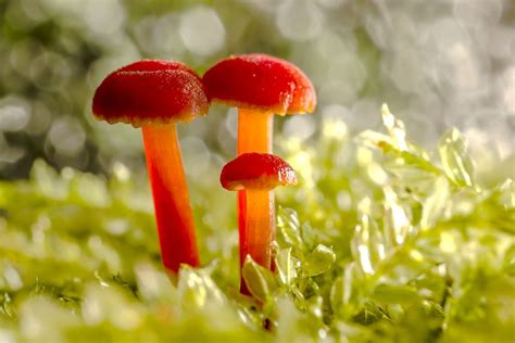 Red #mushroom. by somchai pringproh, via 500px | Stuffed mushrooms, Red ...