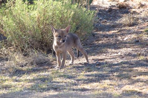 Coyote Pups | RichardBeaty.com