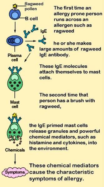 Allergy Notes: Elevated IgE - what are the causes?