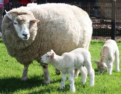 Galway sheep - Alchetron, The Free Social Encyclopedia