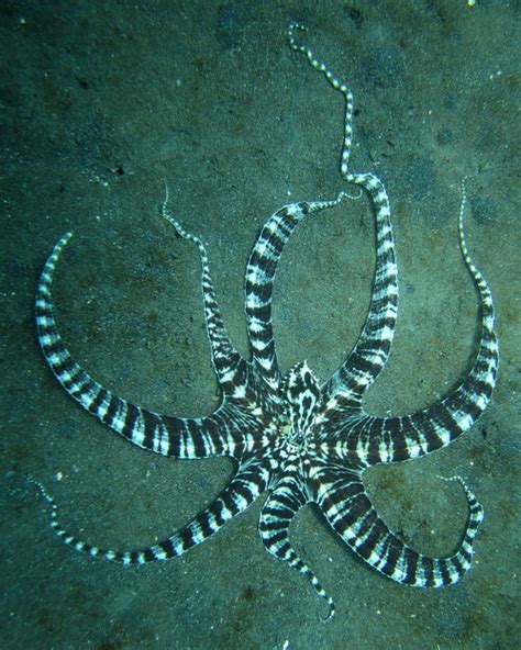 Mimic Octopus - Animal Database