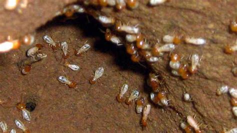 What do Termites look like? Pictures, Size, Color & Look-alikes | Pestbugs