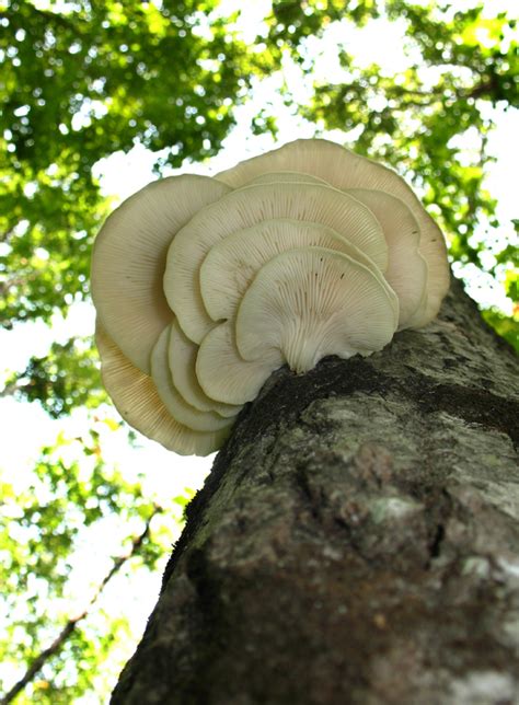 Mushroom Photography Tips - Mushroom-Collecting.com