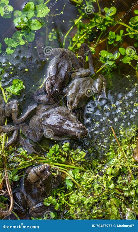 Frogs and Spawn stock image. Image of duckweed, green - 70487977