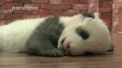 Sleeping panda baby - YouTube