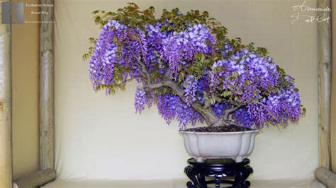 Wisteria sinensis bonsai by Armando Dal Col - YouTube