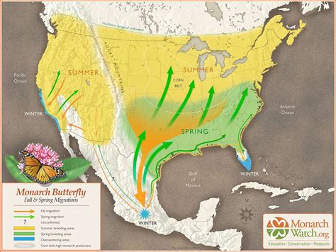 Monarch butterflies’ spectacular migration is at risk – an ambitious new plan aims to help save ...