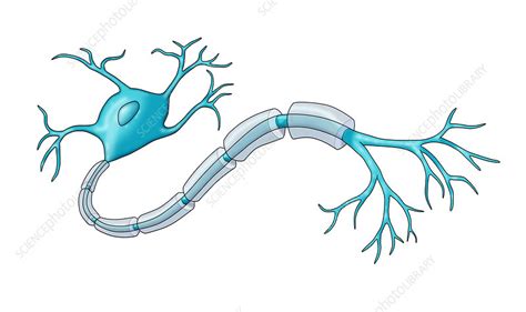 Neuron with Healthy Myelin Sheath - Stock Image - C030/6730 - Science ...