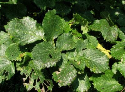 English Elm leaves - Devon Hedge Group