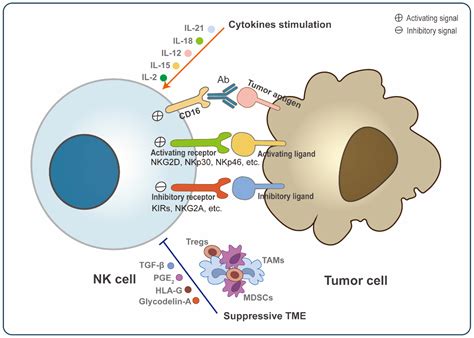 Cancers | Free Full-Text | Natural Killer Cells: A Promising Kit in the Adoptive Cell Therapy ...