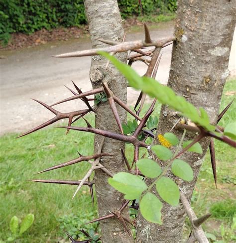 Gleditsia sinensis - Trees and Shrubs Online