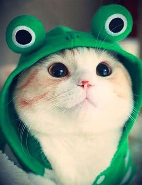 Just a little frog... | Cute animals, Animals beautiful, Kittens cutest