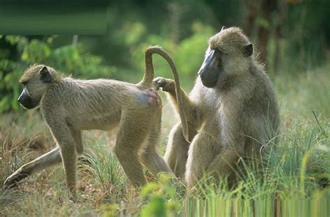 Baboon - Diet, Breeding, Facts, Life Cycles, Habitat, Pictures, Behavior | Animals Adda