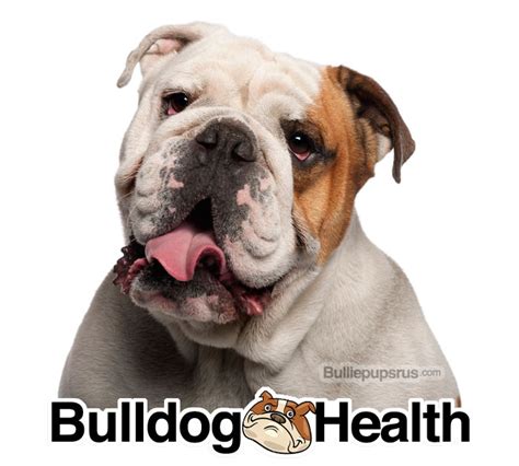 English Bulldog Health | Bulliepupsrus.com