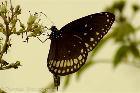 Nature Magnified: Life Cycle of the Common Crow Butterfly (Euploea core)