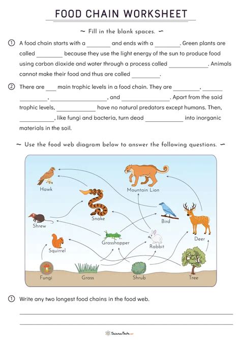 Food Chain And Food Web Worksheet