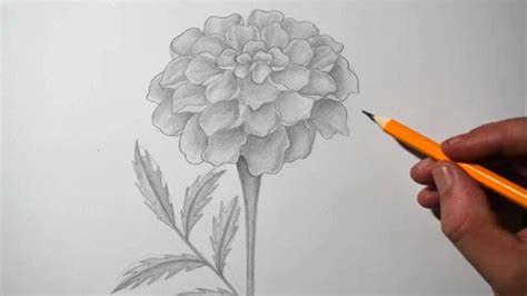 How to Draw a Marigold Flower | Pencil Drawing for Beginners - YouTube