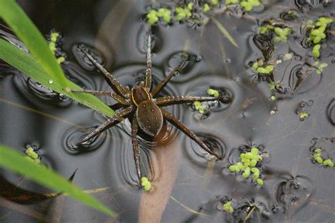 Spiders Of The Amazon - Rainforest Cruises